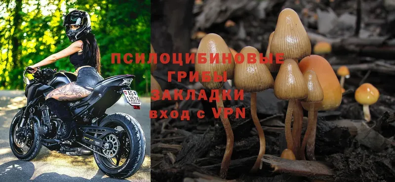 Галлюциногенные грибы Psilocybe  Бахчисарай 